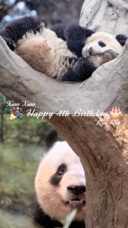 Happy BirthdayB
